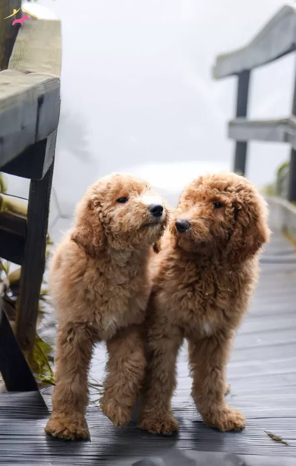 Dev Labradoodle Yavrular sağlıklı ve Mikroçipli