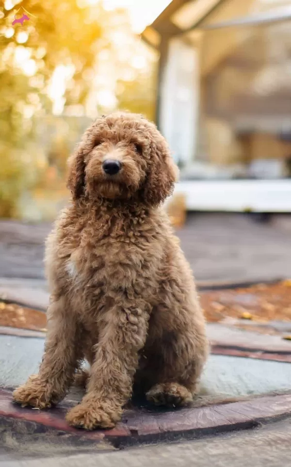 Dev Labradoodle Yavrular sağlıklı ve Mikroçipli