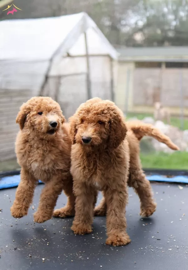 Dev Labradoodle Yavrular sağlıklı ve Mikroçipli