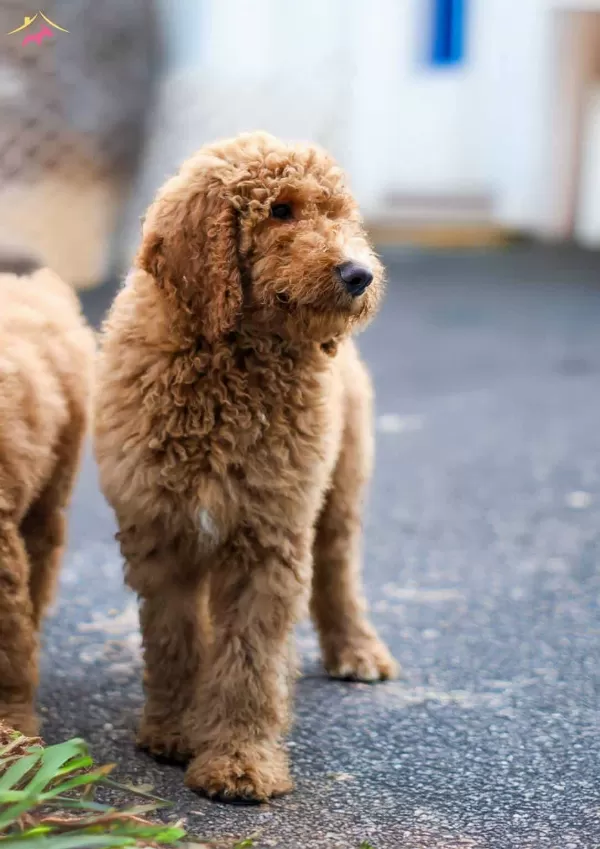 Dev Labradoodle Yavrular sağlıklı ve Mikroçipli