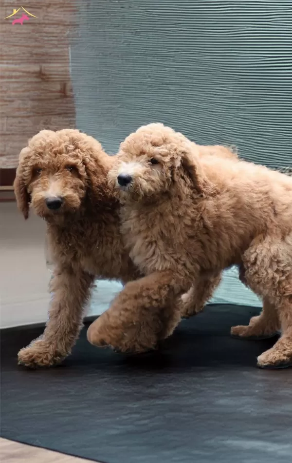 Dev Labradoodle Yavrular sağlıklı ve Mikroçipli