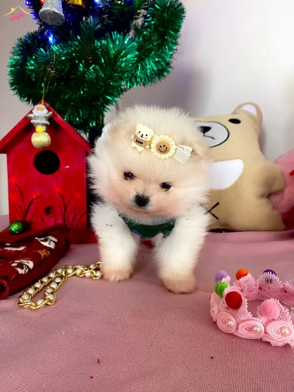 Kore Kan Teddybear Pomerianboo Yavrular
