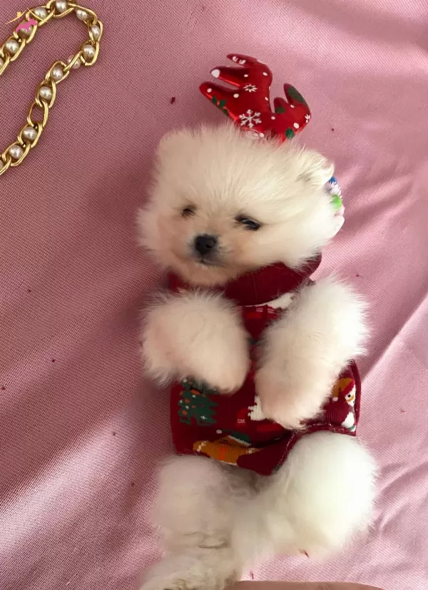 Kore Kan Teddybear Pomerianboo Yavrular