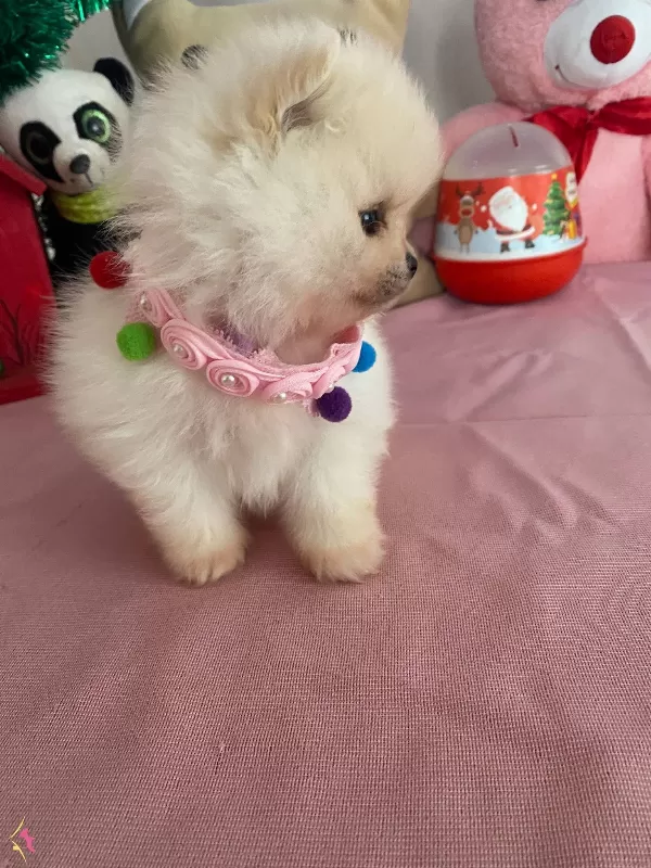 Kore Kan Teddybear Pomerianboo Yavrular