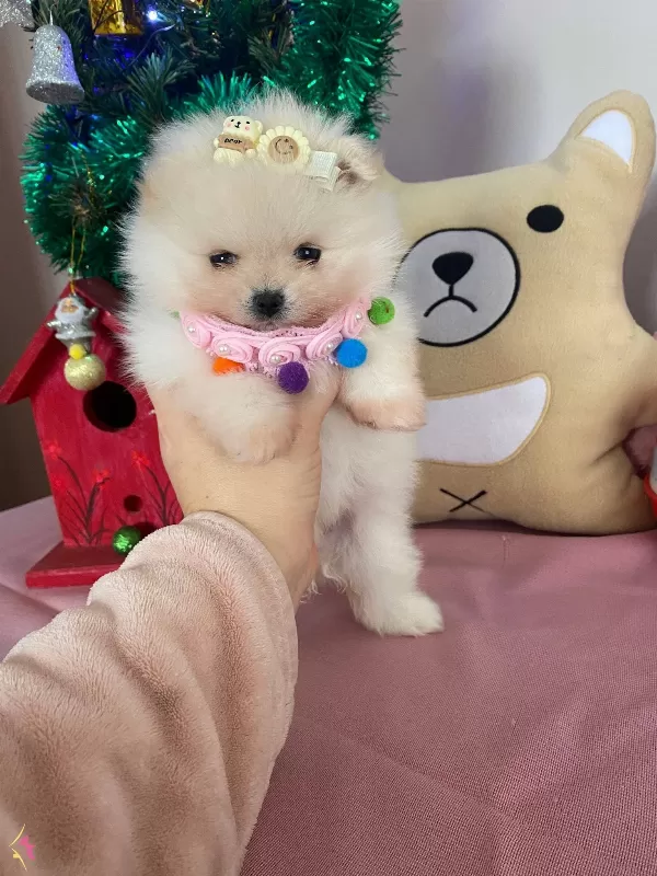 Kore Kan Teddybear Pomerianboo Yavrular