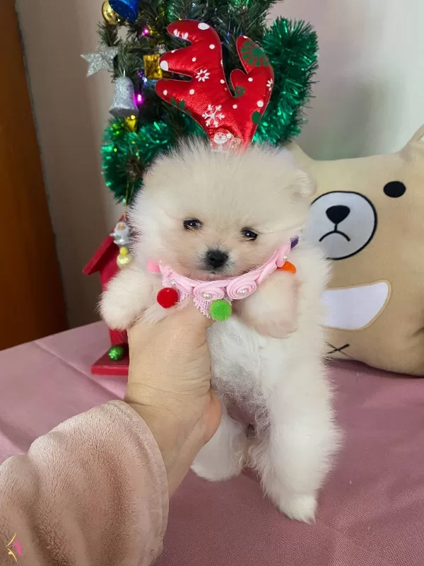 Kore Kan Teddybear Pomerianboo Yavrular