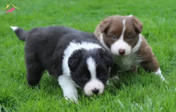 Mukemmel Karakter Border Collie Yavrular