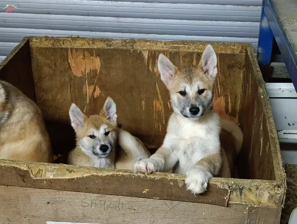 A Kalite Akita Yavruları