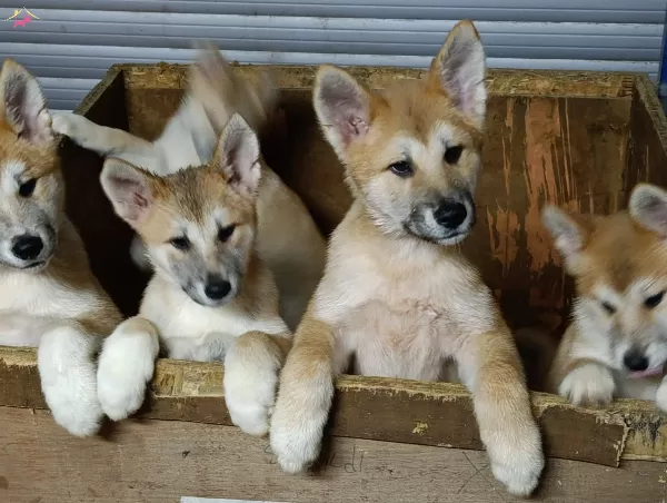 A Kalite Akita Yavruları