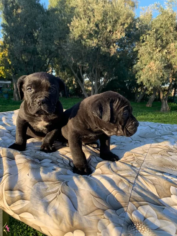 Harika Cane Corso Yavrularımız