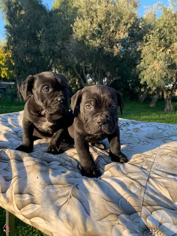 Harika Cane Corso Yavrularımız