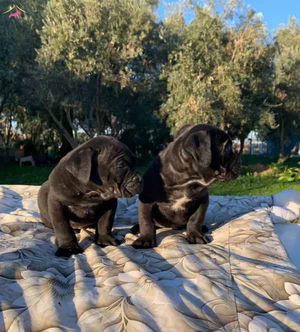 Harika Cane Corso Yavrularımız