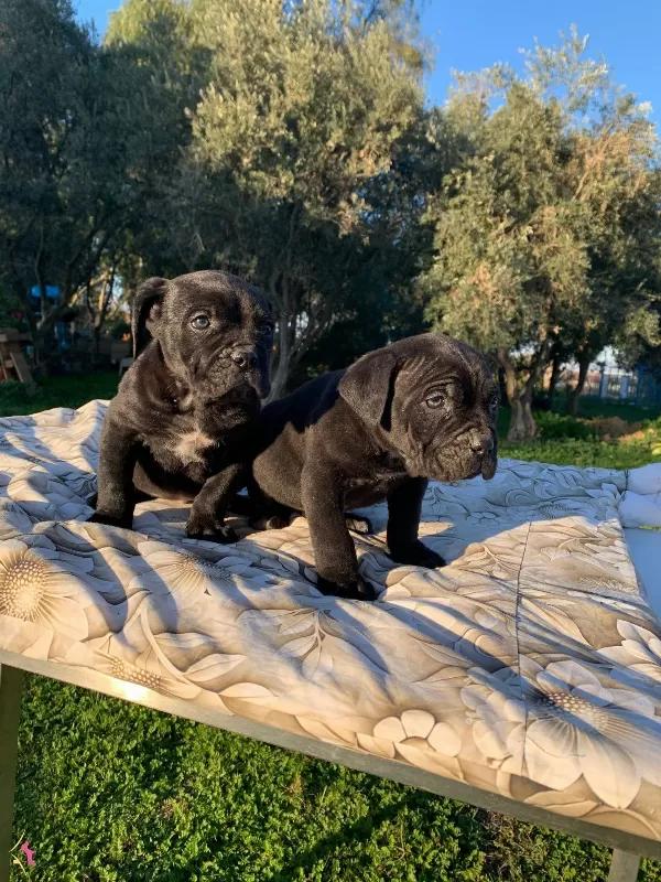 Harika Cane Corso Yavrularımız