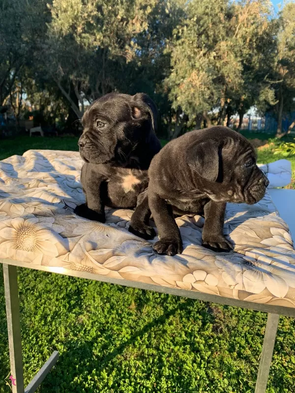 Harika Cane Corso Yavrularımız