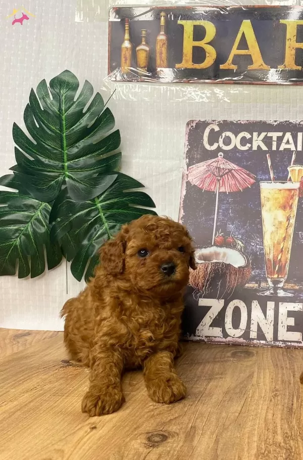 Kore Poodle Yavrularımız