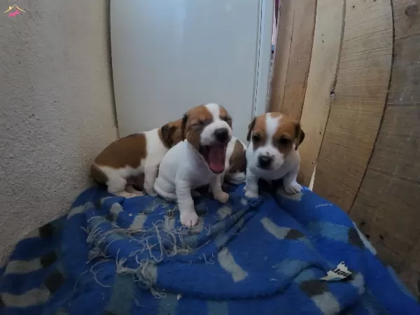 Safkan Kısa Bacak Jack Russel