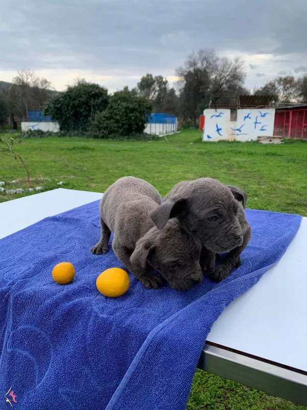 Blue Cane Corsa Yavrularımız