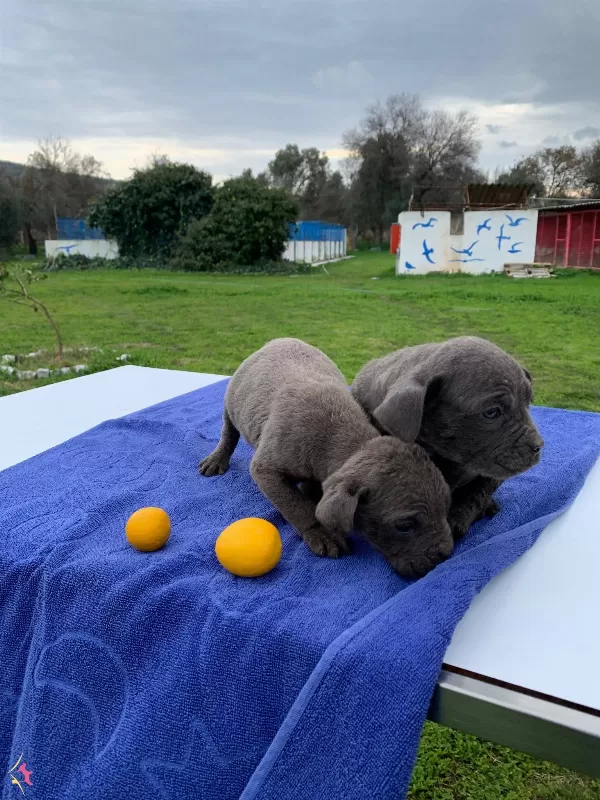 Blue Cane Corsa Yavrularımız
