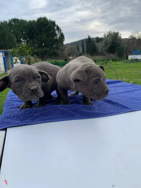 Blue Cane Corsa Yavrularımız
