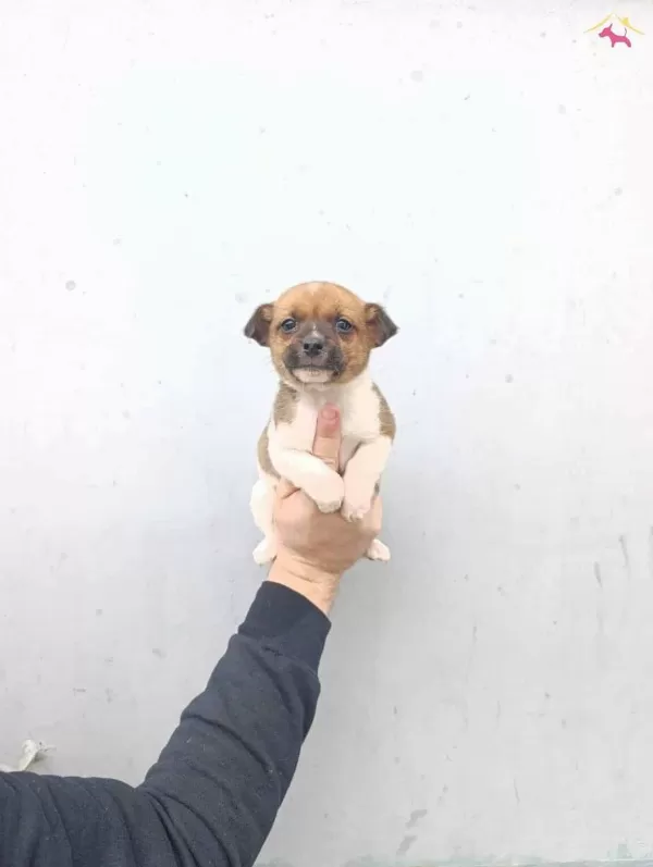 A Kalite Jack Russel Bebekler