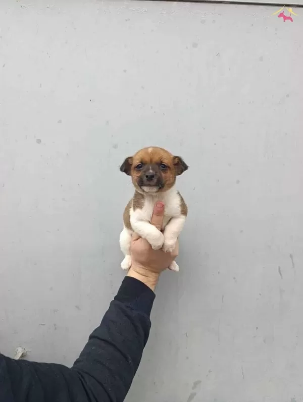 A Kalite Jack Russel Bebekler