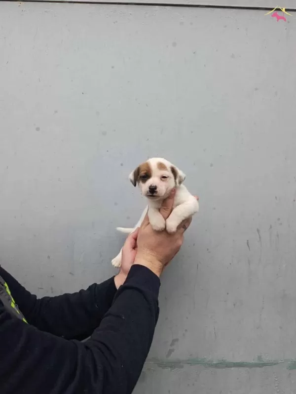 A Kalite Jack Russel Bebekler