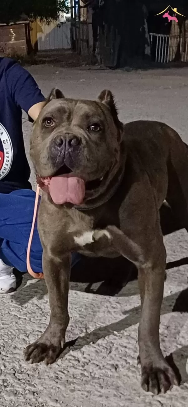 Estetikli Koruma Yapan Cane Corso Kizim