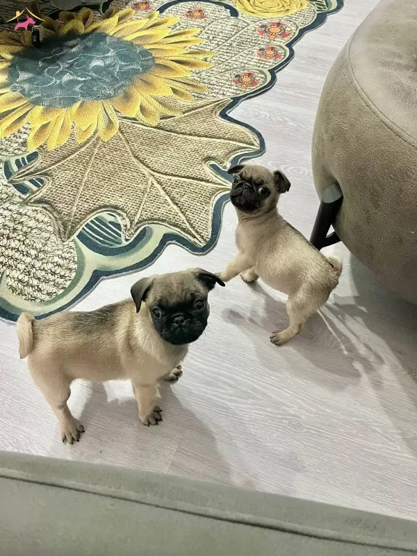 Sıfır Burun Basık A Kalite Pug Bebekler