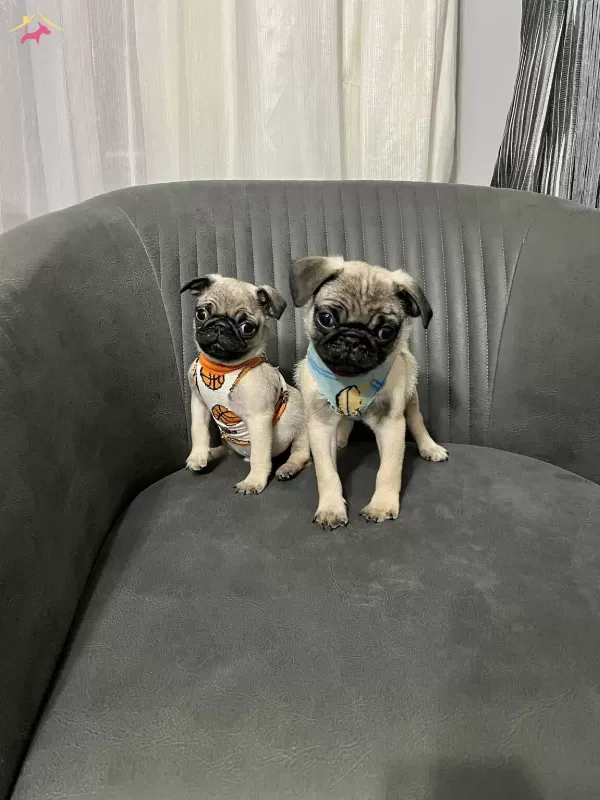 Sıfır Burun Basık A Kalite Pug Bebekler