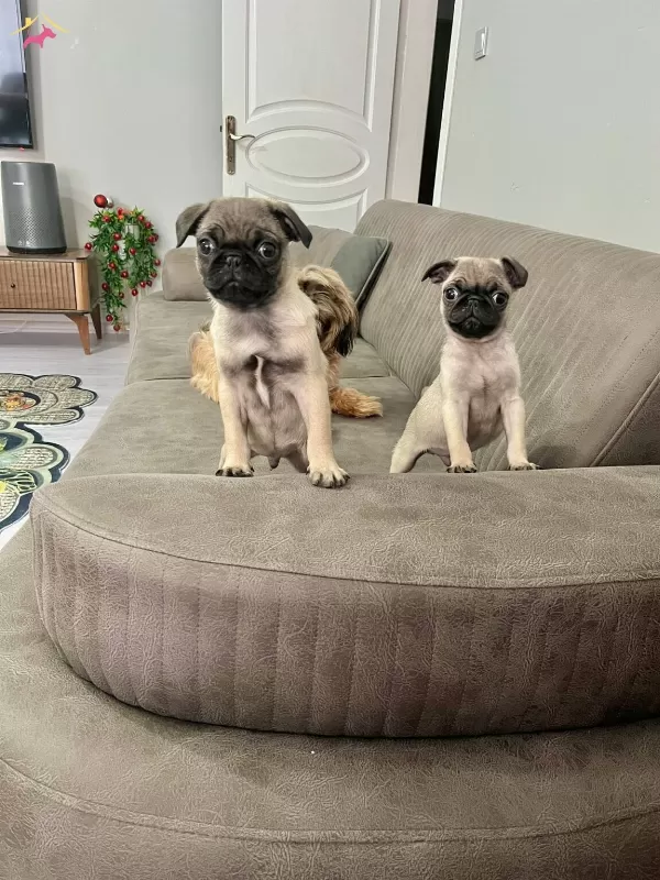 Sıfır Burun Basık A Kalite Pug Bebekler