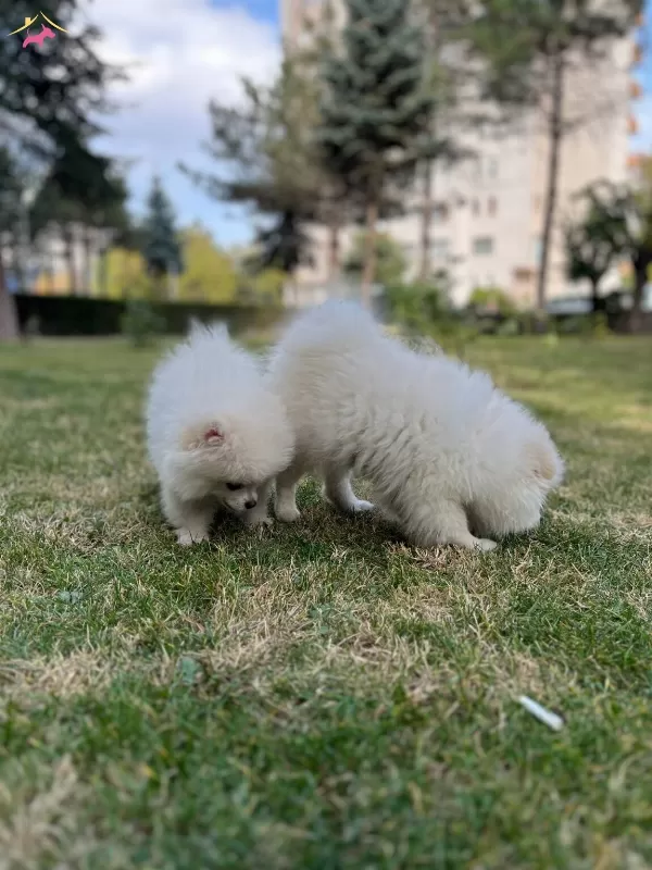 Kar Beyazi Yavrularım