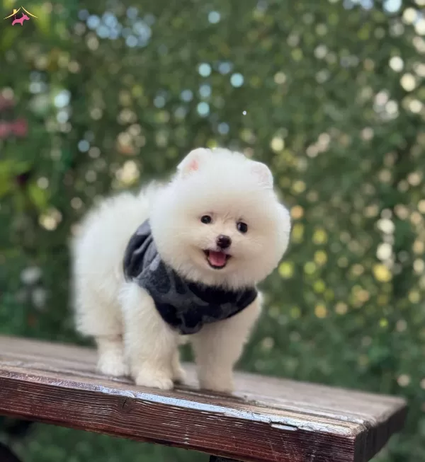 Boo Surat Pomeranian