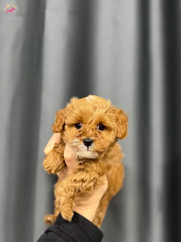 Esi Benzeri Olmayan Guzellikte Maltipoo