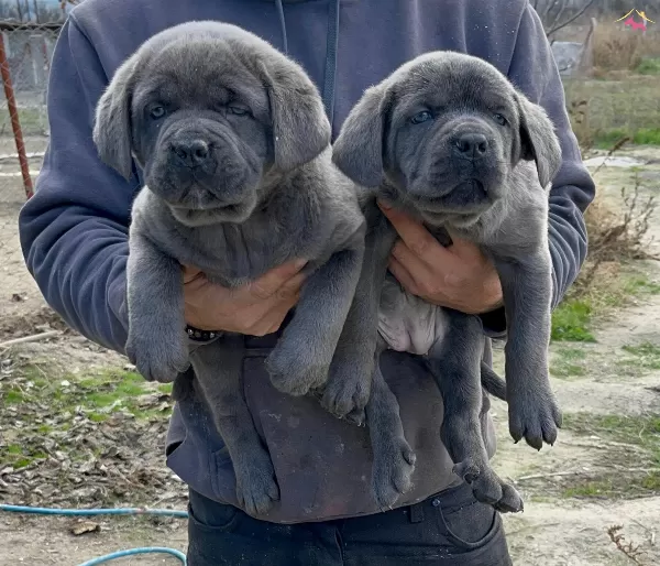 A Kalite Safkan Orjinal Cane Corsa Yavruları