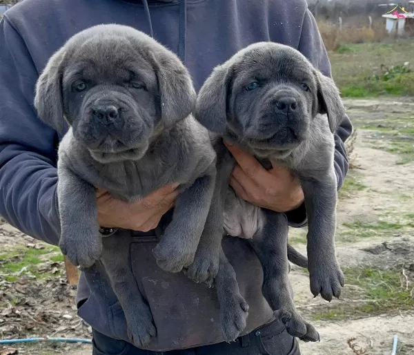 A Kalite Safkan Orjinal Cane Corsa Yavruları