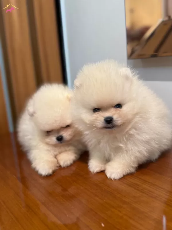 Pamuk Seker Bildiginiz Pomeranian Boo