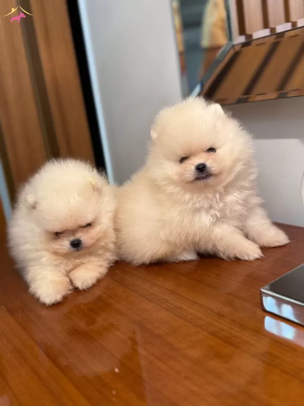 Pamuk Seker Bildiginiz Pomeranian Boo