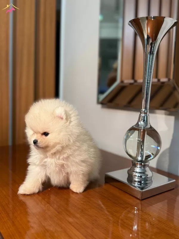 Pamuk Seker Bildiginiz Pomeranian Boo