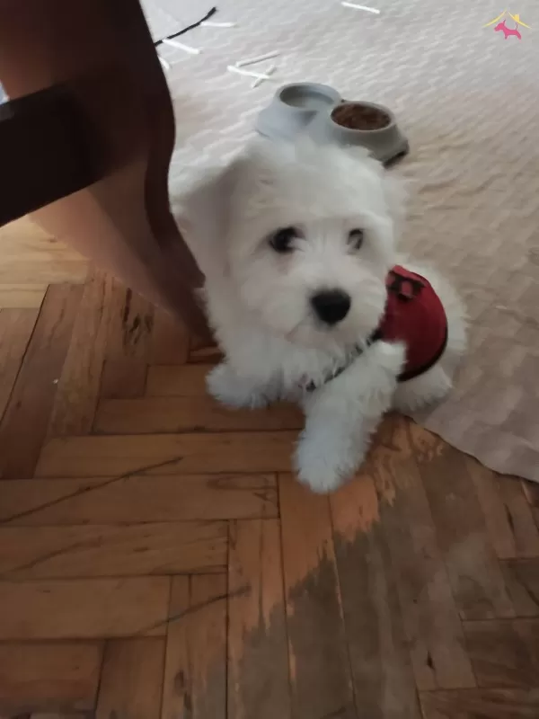 Maltese Terrier Yavrularım
