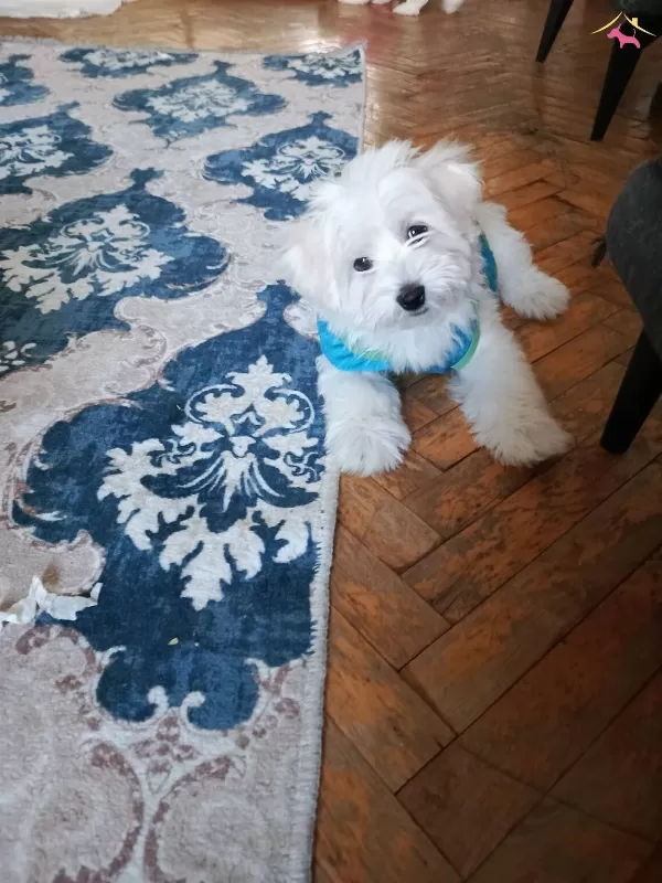 Maltese Terrier Yavrularım