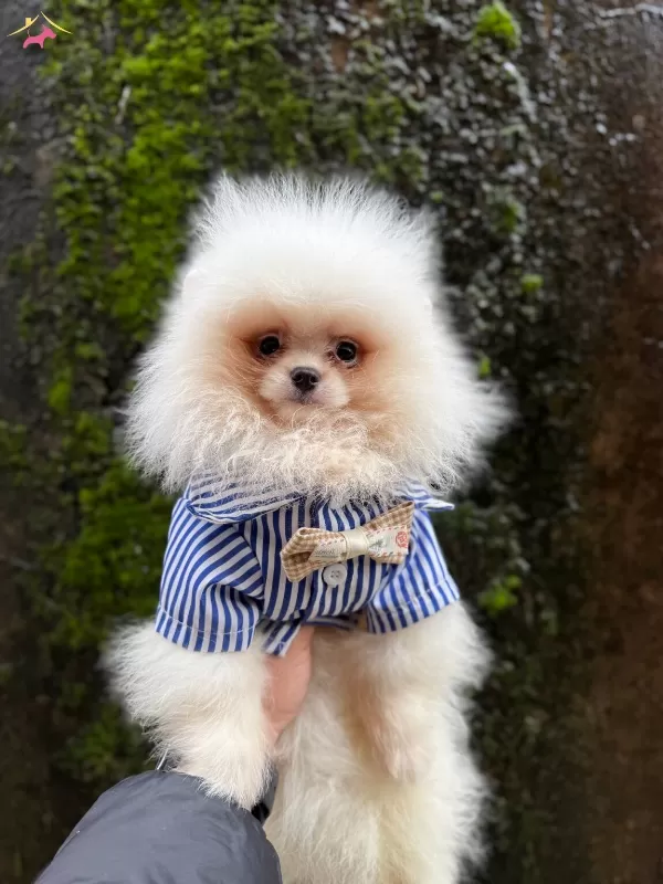 Kartopu Bembeyaz Pomerian Boo