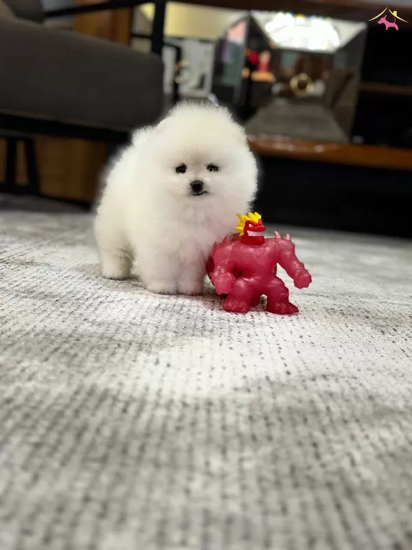 Pom Boo Inanilmaz güzel Oglumuz Pomeranian Teacup