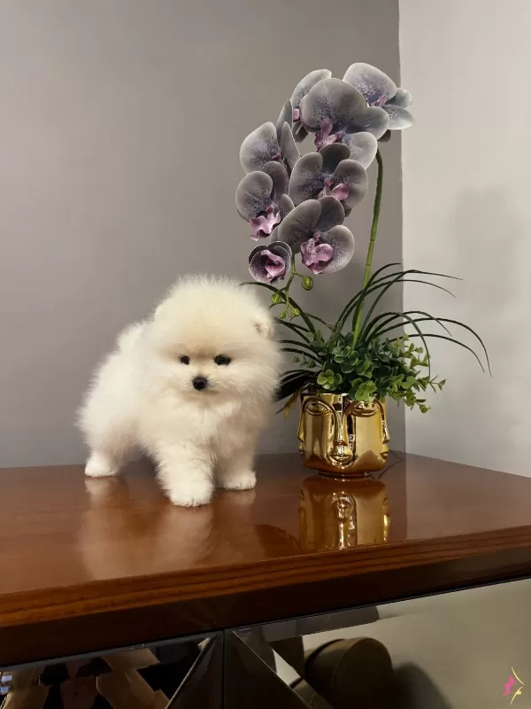 Pom Boo Inanilmaz güzel Oglumuz Pomeranian Teacup