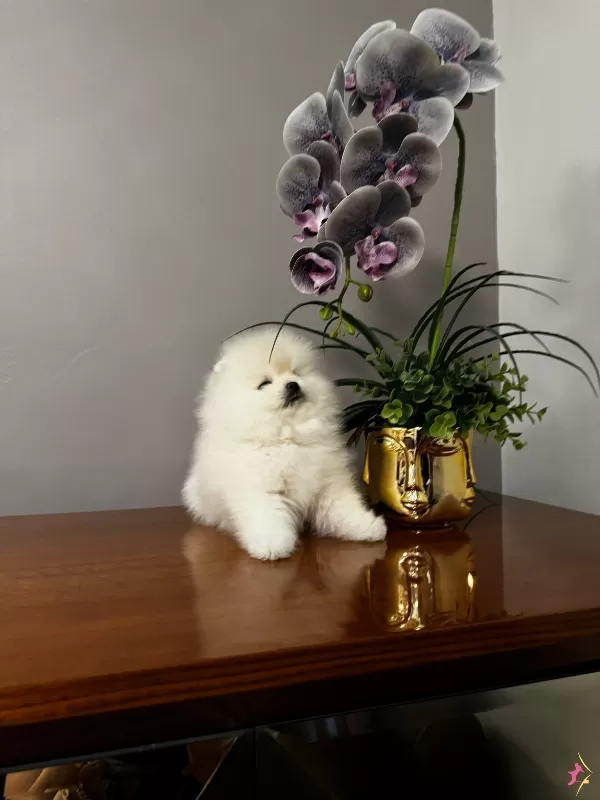 Pom Boo Inanilmaz güzel Oglumuz Pomeranian Teacup