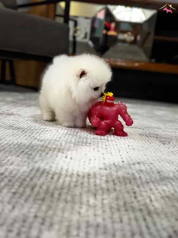 Pom Boo Inanilmaz güzel Oglumuz Pomeranian Teacup