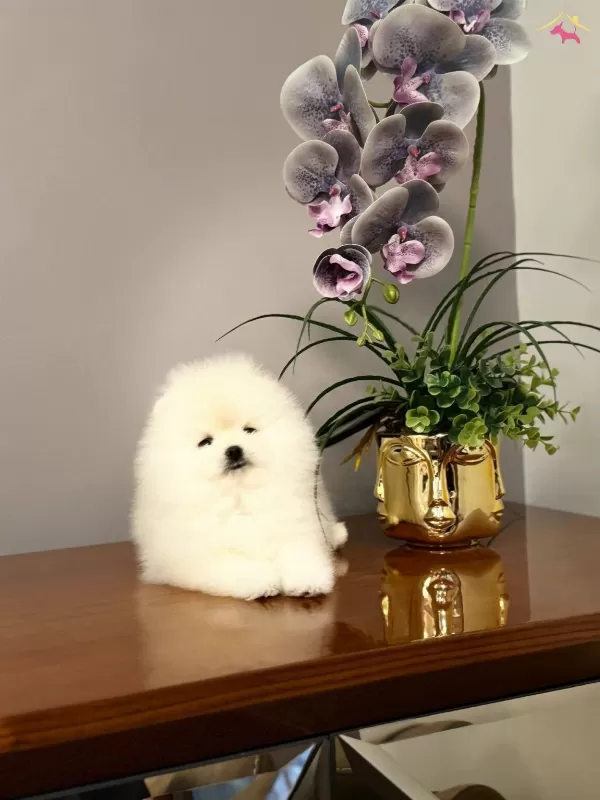 Pom Boo Inanilmaz güzel Oglumuz Pomeranian Teacup