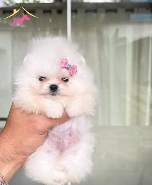 Teacup Teddybear Pomerianboo Yavrular
