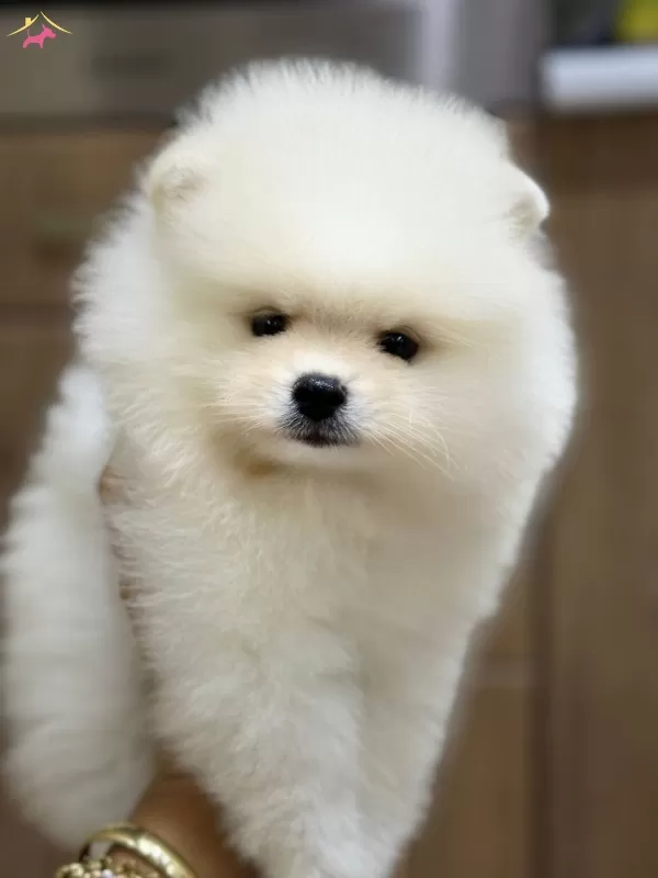 Teacup Teddybear Pomerianboo Yavrular
