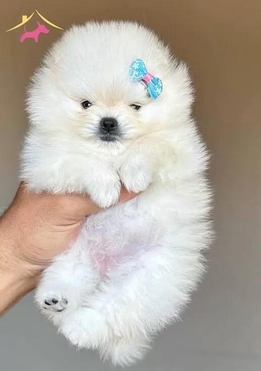 Teacup Teddybear Pomerianboo Yavrular
