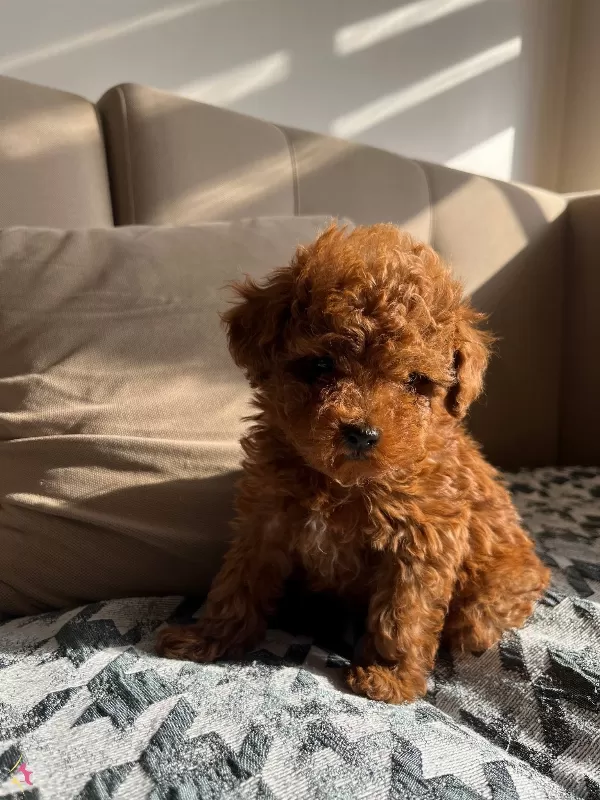 Kore Oyuncak Mini Toy Bebekler